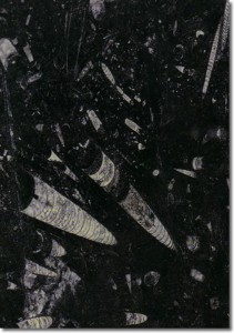 marmur Black-Fossil