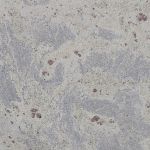 kolory granitów - granit New_Kashmir_White